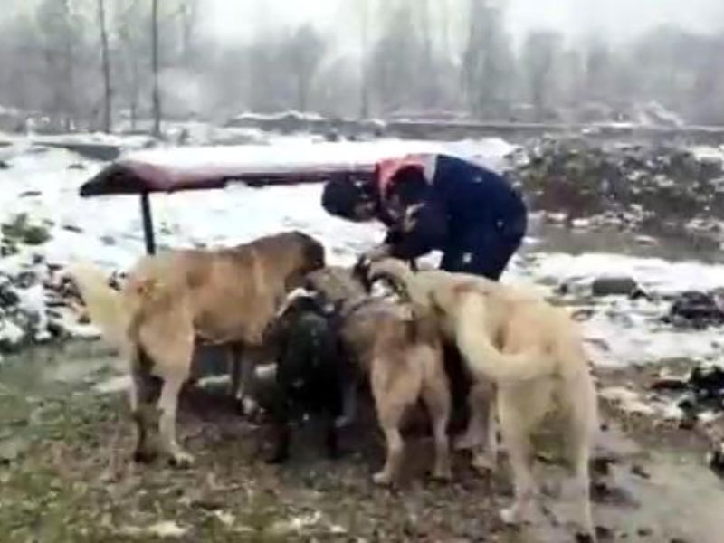 Polis ve Jandarma Ekipleri Sokak Hayvanlarını Unutmadı