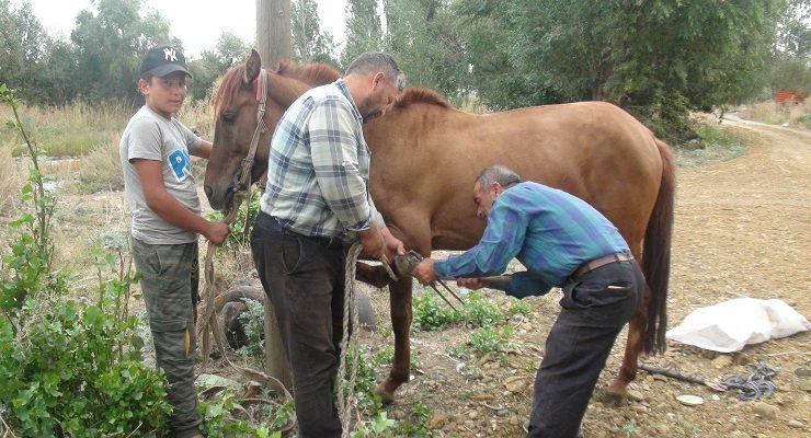 Kars Haber: Kars’ta Mazot Fiyatları Çiftçileri Atlara Yönlendirdi