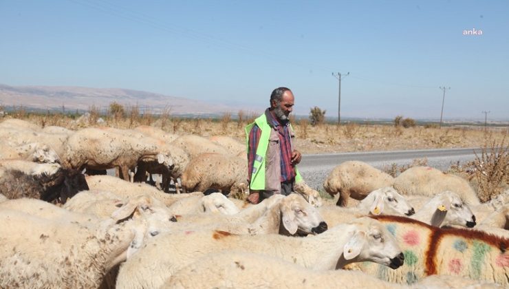 Çobanlar 15-20 Bin Liraya Kadar Maaş Alıyorlar Ama Çoban Bulunamıyor