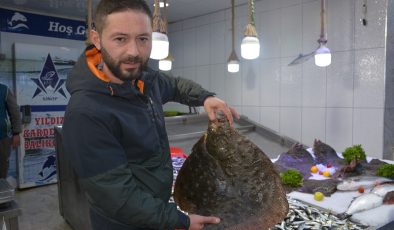 Sinop’ta Kalkan Balığının Kilosu 750 Liraya Kadar Çıktı, Vatandaş Dert Yandı