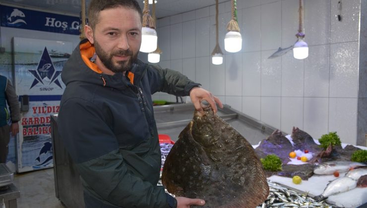 Sinop’ta Kalkan Balığının Kilosu 750 Liraya Kadar Çıktı, Vatandaş Dert Yandı