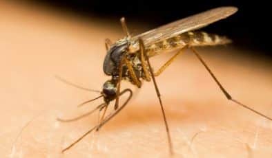 Evde Sivrisinek Kalmayacak, Doğal Ve Zararsız Sivrisineklerden Kurtulmanın Yolları