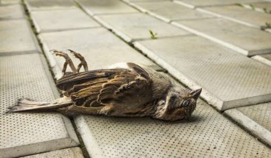 Rüyada Kuş Öldürmek Ne Anlama Gelir?