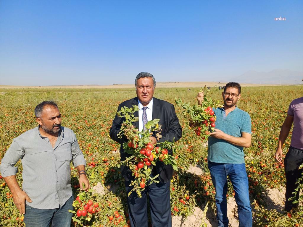 Niğdeli domates üreticileri, domatesi tarlada 3 liraya sattıklarından şikayetçi: “Üreticilerin yüzde 80’i bankalara borçlu.”