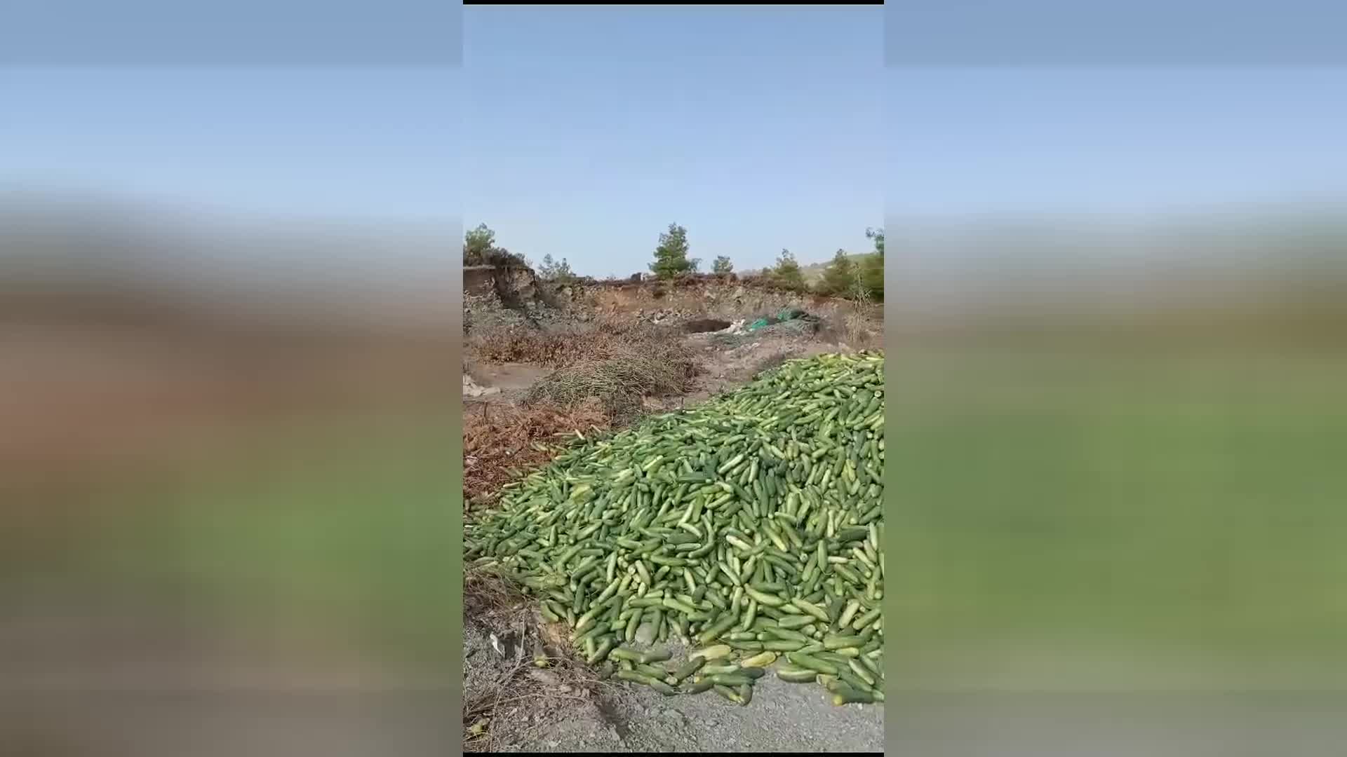Antalya’da salatalık üreten çiftçi, ürünlerini satamayınca çöpe döktü