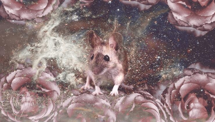 Rüyada fare görmek ne anlama gelir? “Fare Rüyası: Anlamlar ve Yorumlar”