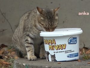 Büyükçekmece Belediye Başkanı Akgün’den “kısırlaştırma” çağrısı: “Devlet desteklemeli”