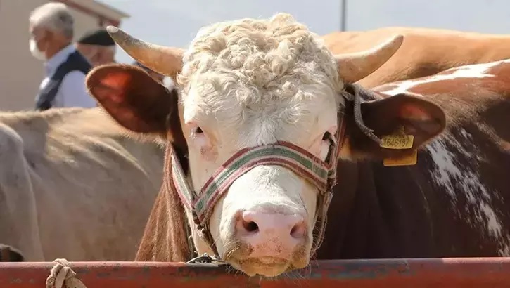 Kurban Eti Nasıl Dağıtılır? Hz. Muhammed’in (sav) de tavsiye ettiği şekilde dağıtmalıdır.