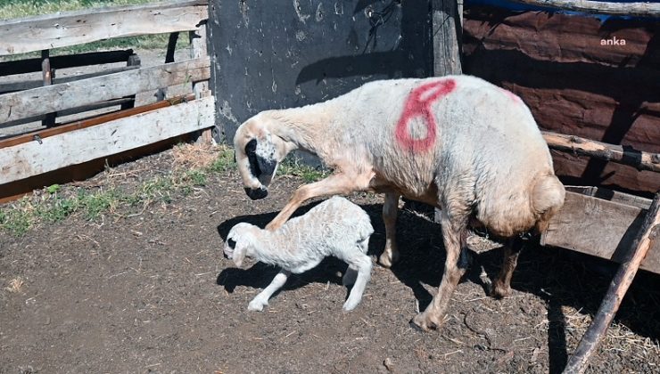 Kuzusu üç ayaklı doğan Yozgatlı besici, aşıları suçladı.