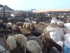 Osmaniyeli besici: “Bu son zaten, bırakacağız. 10 gündür daha siftah edemedik”