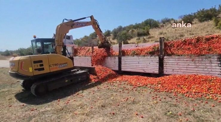Bursa Karacabey’de ürünü elinde kalan çiftçi, 30 ton domatesi kepçeyle yere döktü