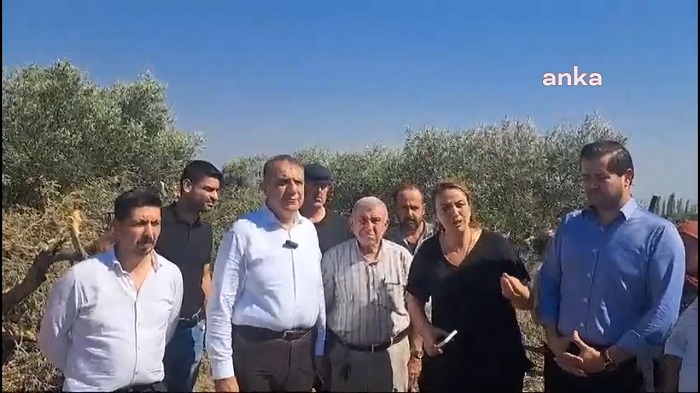 CHP’li Kara, Hatay Kurtlusoğuksu’daki zeytin ağaçların kesilmesine tepki gösterdi: Yurttaşların zeytinlerini gasp etmeyin