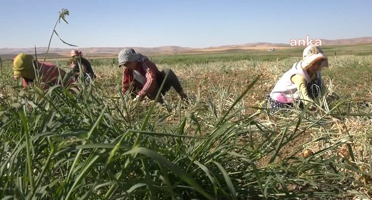 Hayat pahalılığı karşısında tarım işçileri de zor durumda:  Yevmiye 600, bir teneke yağ 1000 TL