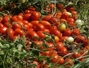 ANKA Karacabey’de… “Köy kahvesinde bir bardak çay içebilmek için 5 kilo domates satmak zorundayız..