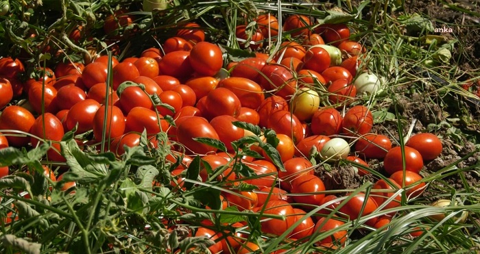 ANKA Karacabey’de… “Köy kahvesinde bir bardak çay içebilmek için 5 kilo domates satmak zorundayız..