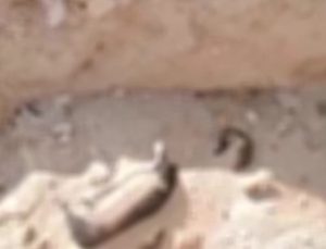 Niğde Belediyesi’nden köpek katliamı iddiasına yanıt