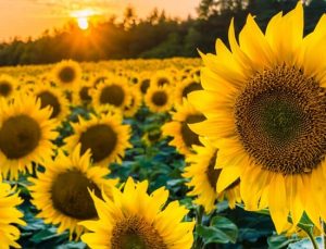 Ayçiçek Yağına Dev Zam Hazırlığı