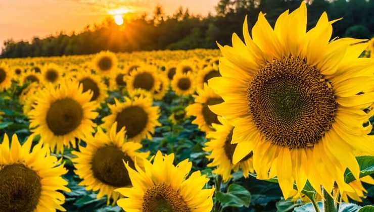 Ayçiçek Yağına Dev Zam Hazırlığı