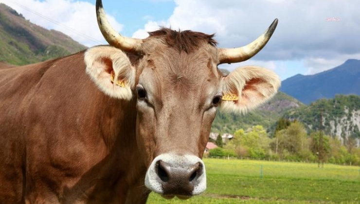 Türkiye’de büyük ve küçükbaş hayvan varlığı 70 milyonu aştı