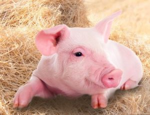 Bilmeden domuz eti yemek haram mıdır? Domuz eti yiyen biri ne yapmalı?