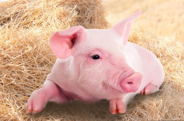 Bilmeden domuz eti yemek haram mıdır? Domuz eti yiyen biri ne yapmalı?