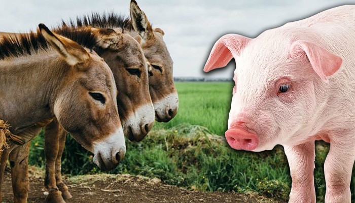 Sudan’dan 500 ton at, eşek ve domuz eti ithalatına gümrük indirimi!