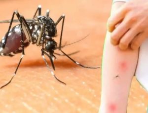 İstanbul’da Batı Nil Virüsü kabusu: Hangi ilçelerde yayılıyor?