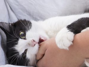 Kediler Neden Isırır? Kedilerin Isırma Davranışının Nedenleri ve Çözümleri