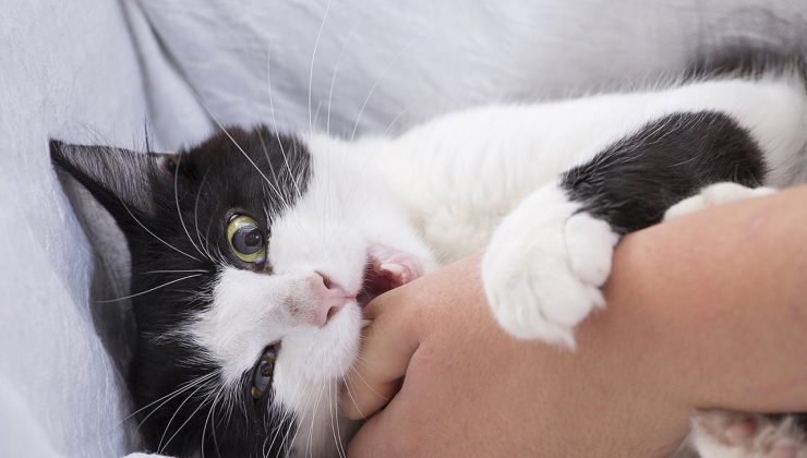 Kediler Neden Isırır? Kedilerin Isırma Davranışının Nedenleri ve Çözümleri