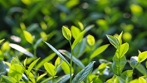 Yaş çay alım fiyatı açıklandı