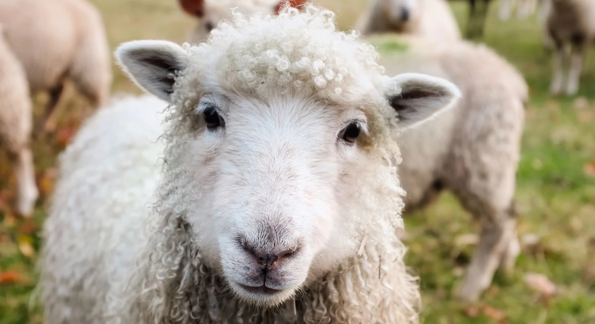 Kurban Bayramı’nda Sağlığınız Bozulmasın! Uzmanından 10 Altın Beslenme Önerisi
